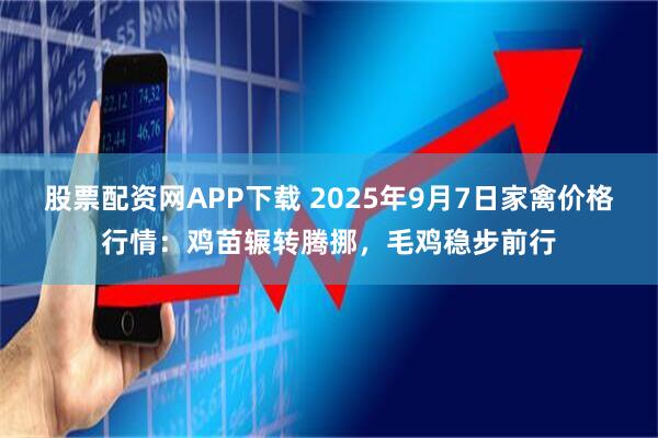 股票配资网APP下载 2025年9月7日家禽价格行情：鸡苗辗转腾挪，毛鸡稳步前行